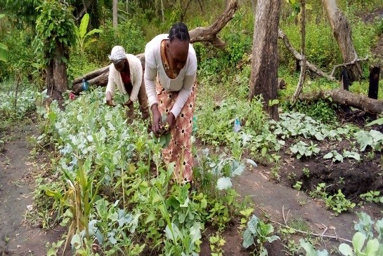 Services farming FCEDA